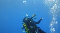 diving-000423