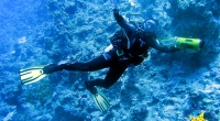 diving-000239