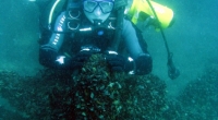 diving-000130