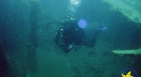 diving-000284