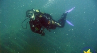 diving-000287
