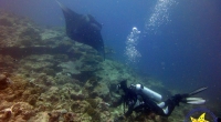 diving-000411