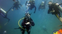 diving-000412