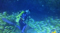 diving-000422
