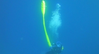 diving-000250